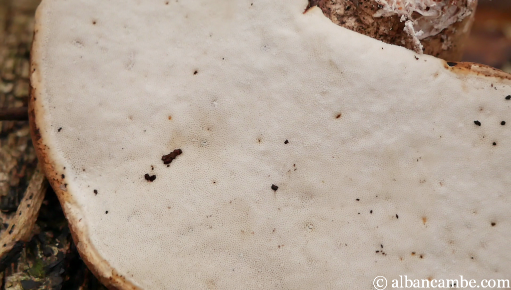 Pores polypore du bouleau