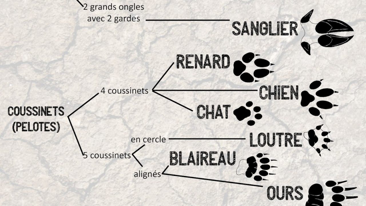 Identifier Quelques Empreintes De Mammiferes Alban Cambe