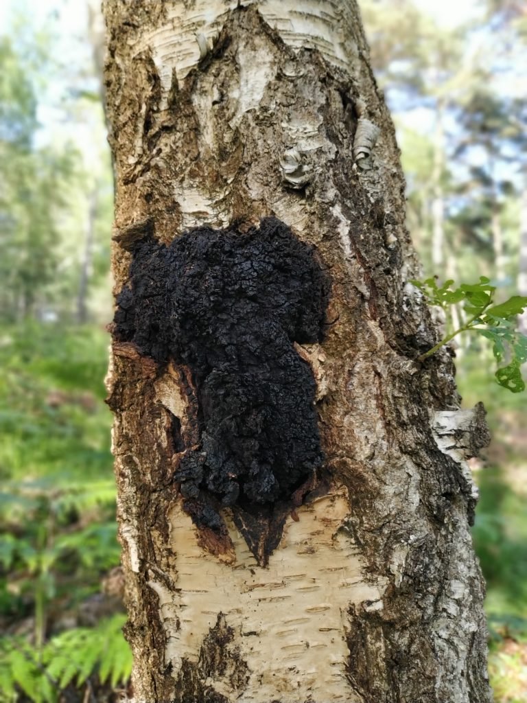 Chaga sur un tronc de bouleau
