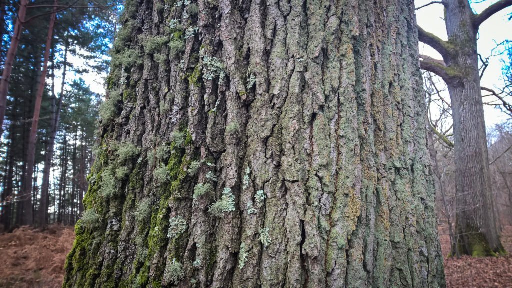 Mousses et lichens en mélange sur un tronc d'arbre Alban Cambe