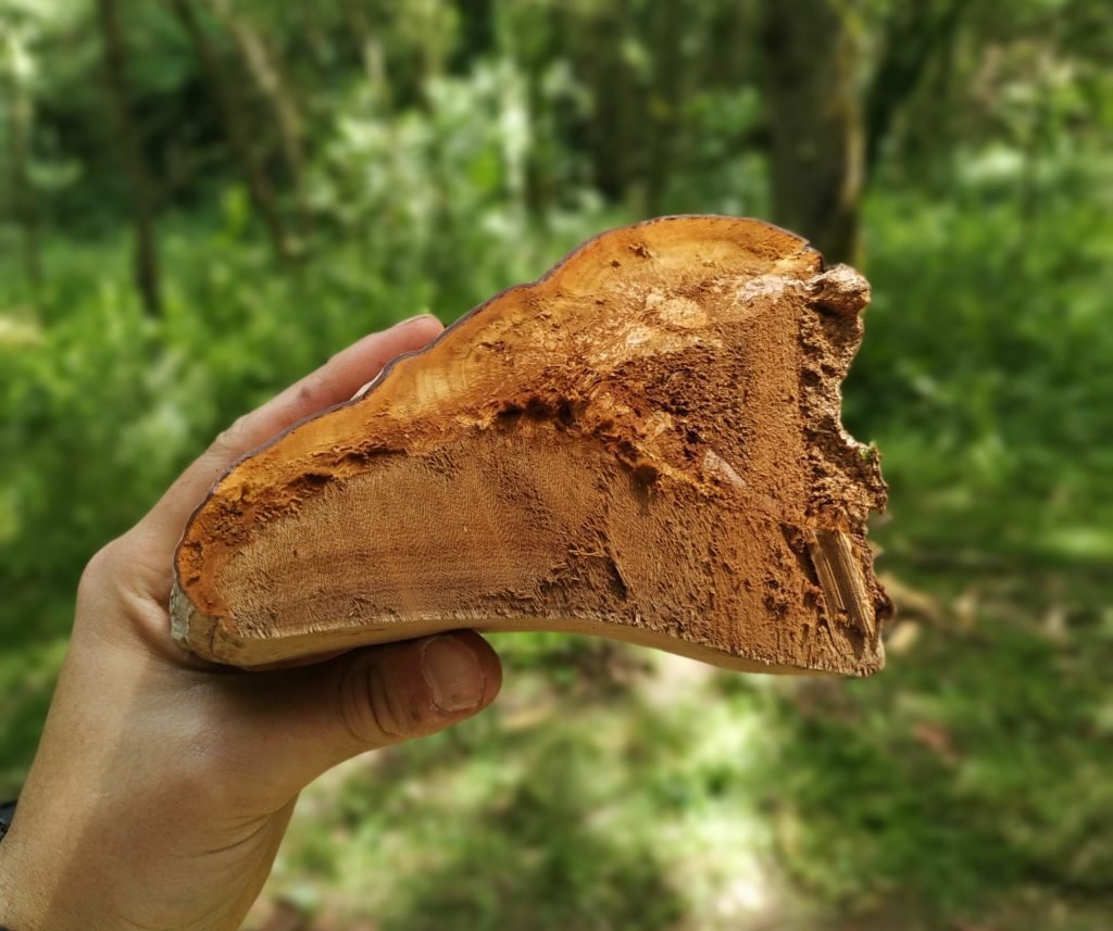 Coupe dans l'amadouvier