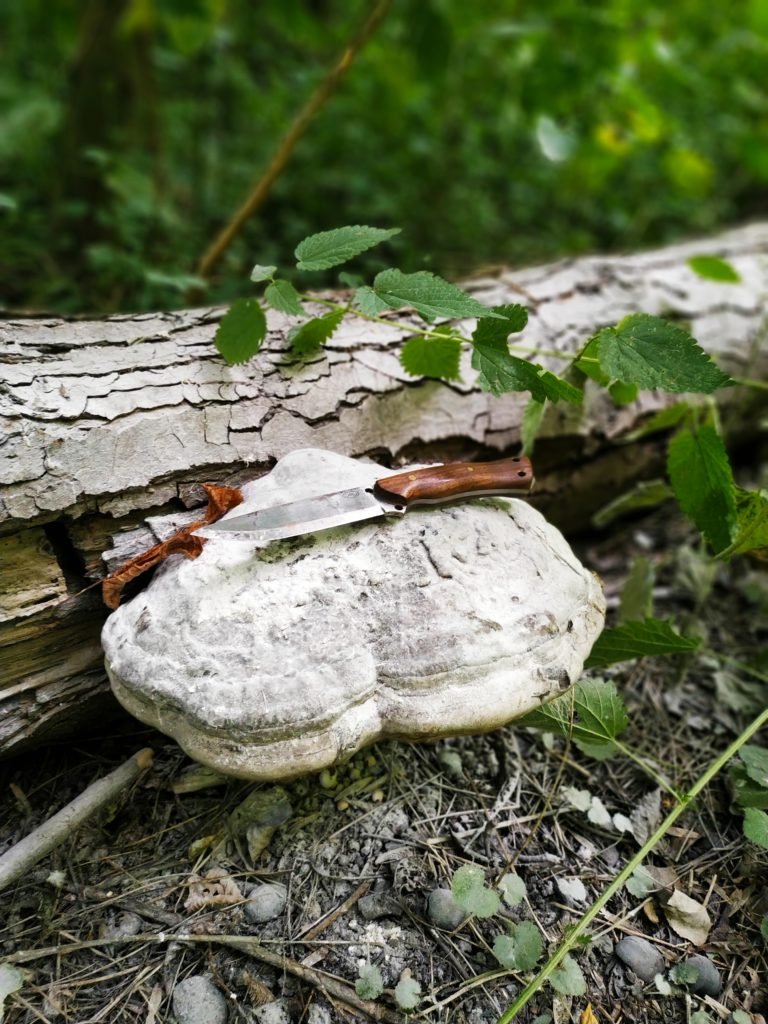 Amadouvier champignon utile