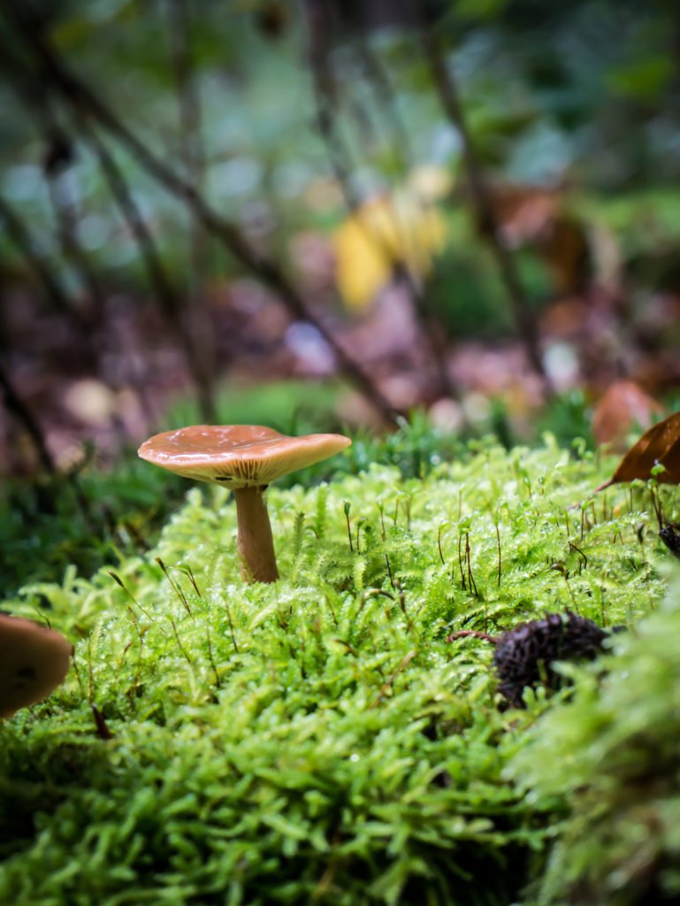 Les champignons absorbent l'eau et deviennent imbus après la pluie.