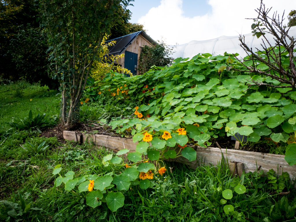 La capucine est une plante comestible indicatrice des microclimats