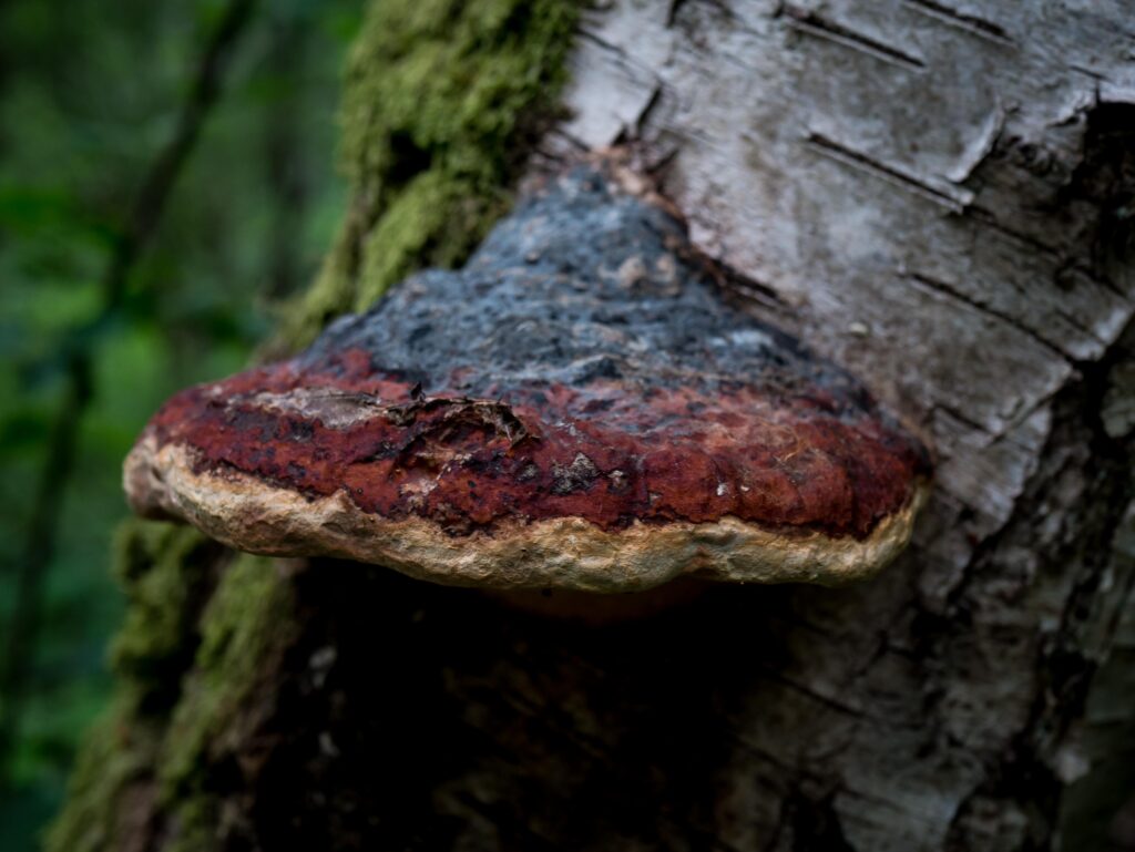 Polypore marginé sur un tronc de bouleau
