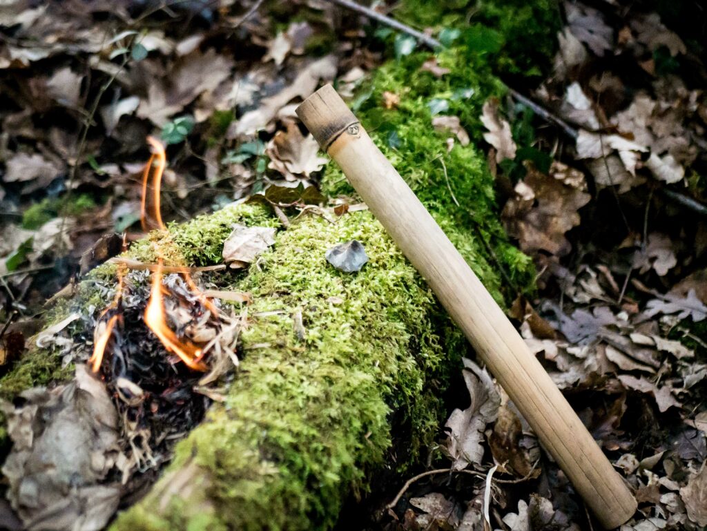 Le bambou firesteel est une espèce capable de produire des étincelles lors de la percussion d&rsquo;un silex