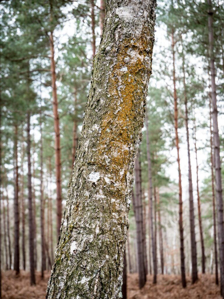 Les coulées d&rsquo;algues orangées sur ce bouleau sont de véritables boussoles naturelles en forêt