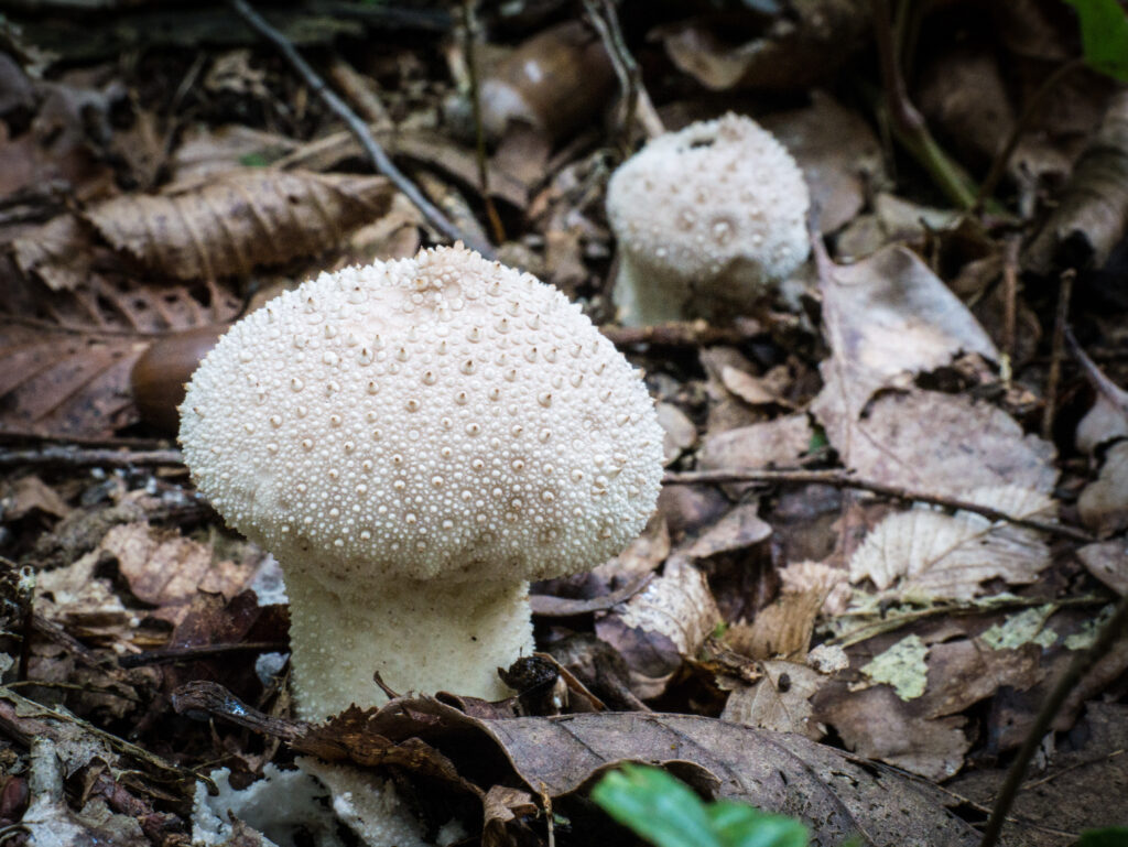 La vesse de loup perlée est un champignon comestible, médicinal et indicateur des milieux humides